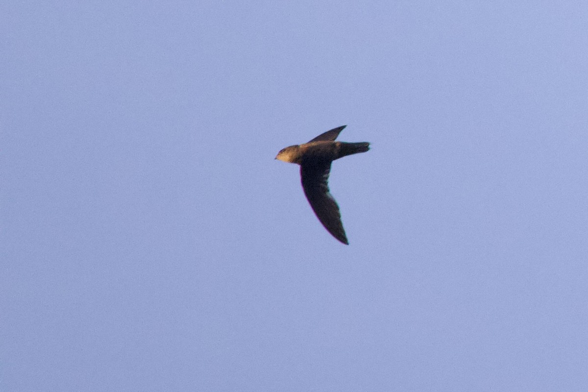 Band-rumped Swift - ML642221153