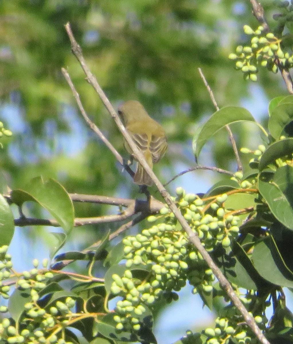 tanager sp. (Piranga sp.) - ML642221180