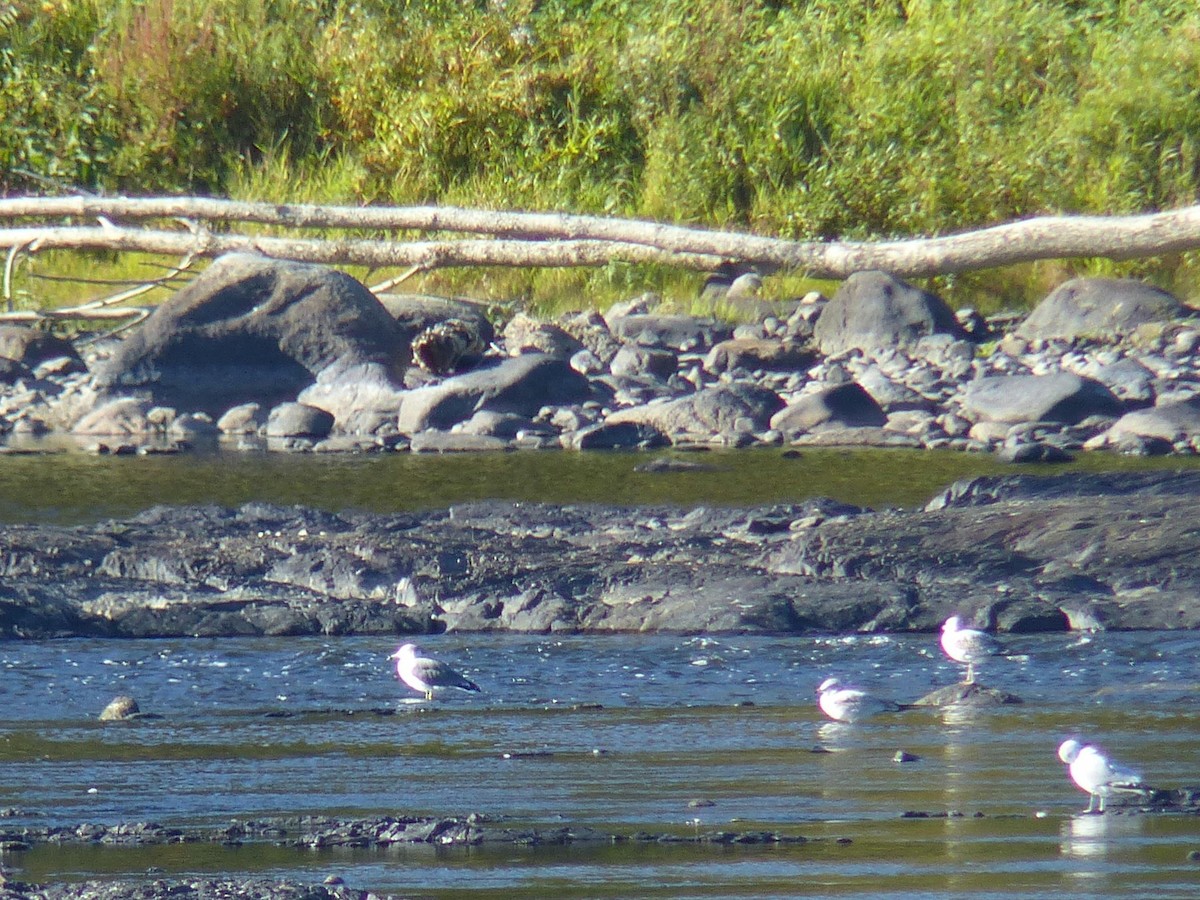 Black-tailed Gull - ML642221211