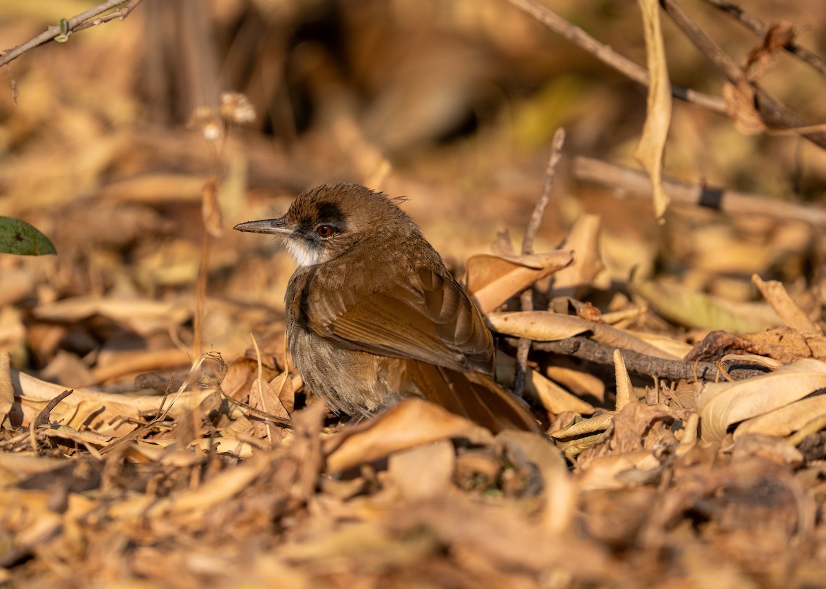 Terrestrial Brownbul - ML642221235