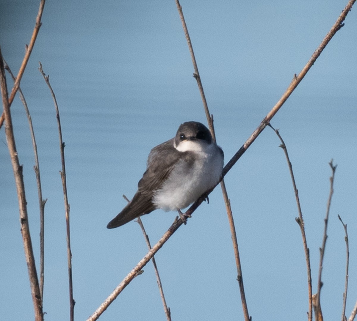 Violet-green Swallow - ML642221285