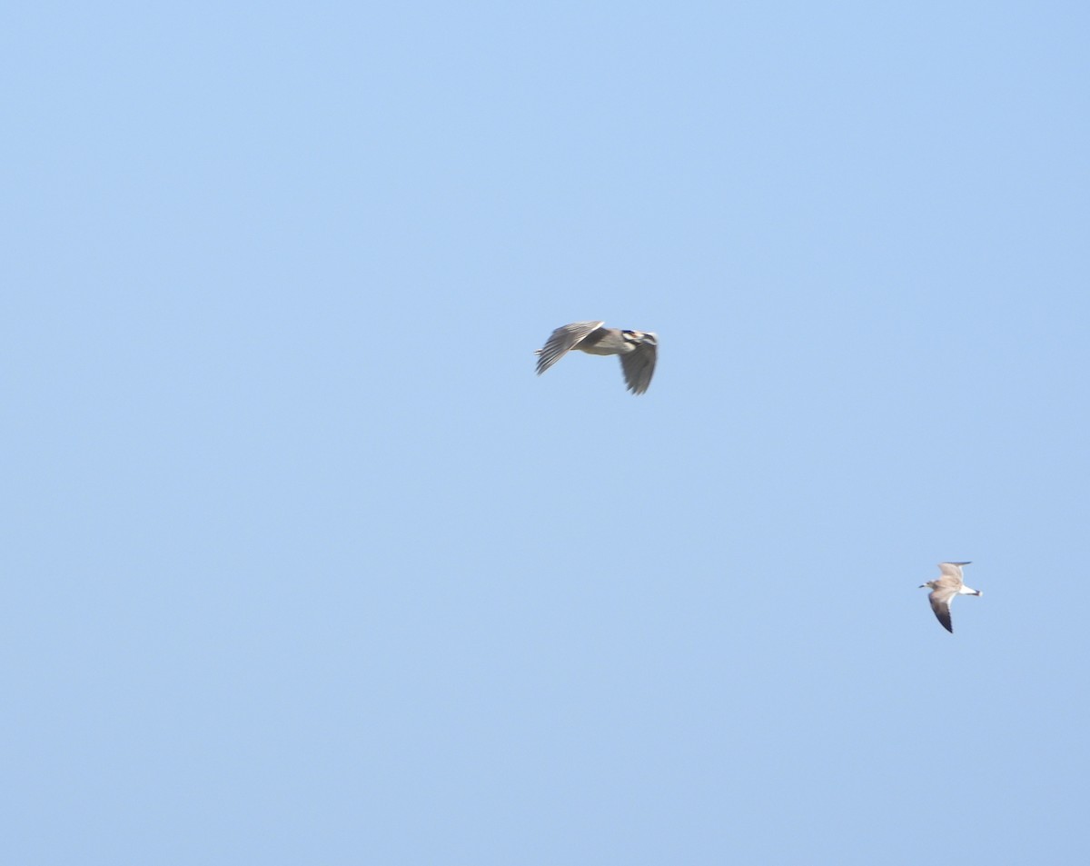 Yellow-crowned Night Heron - ML642221287