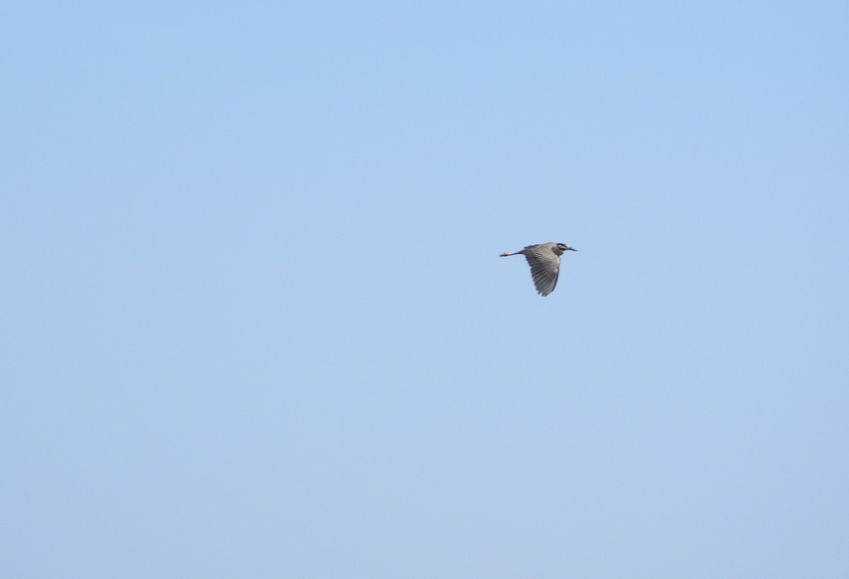 Yellow-crowned Night Heron - ML642221288