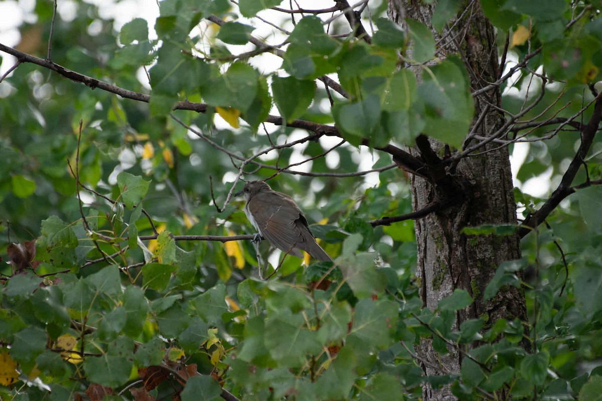 Black-billed Cuckoo - ML642221305