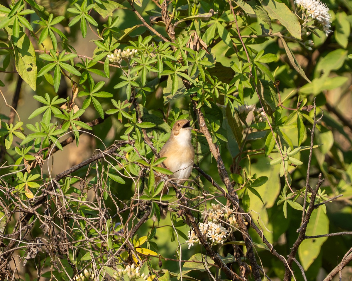 Red-faced Cisticola - ML642221322