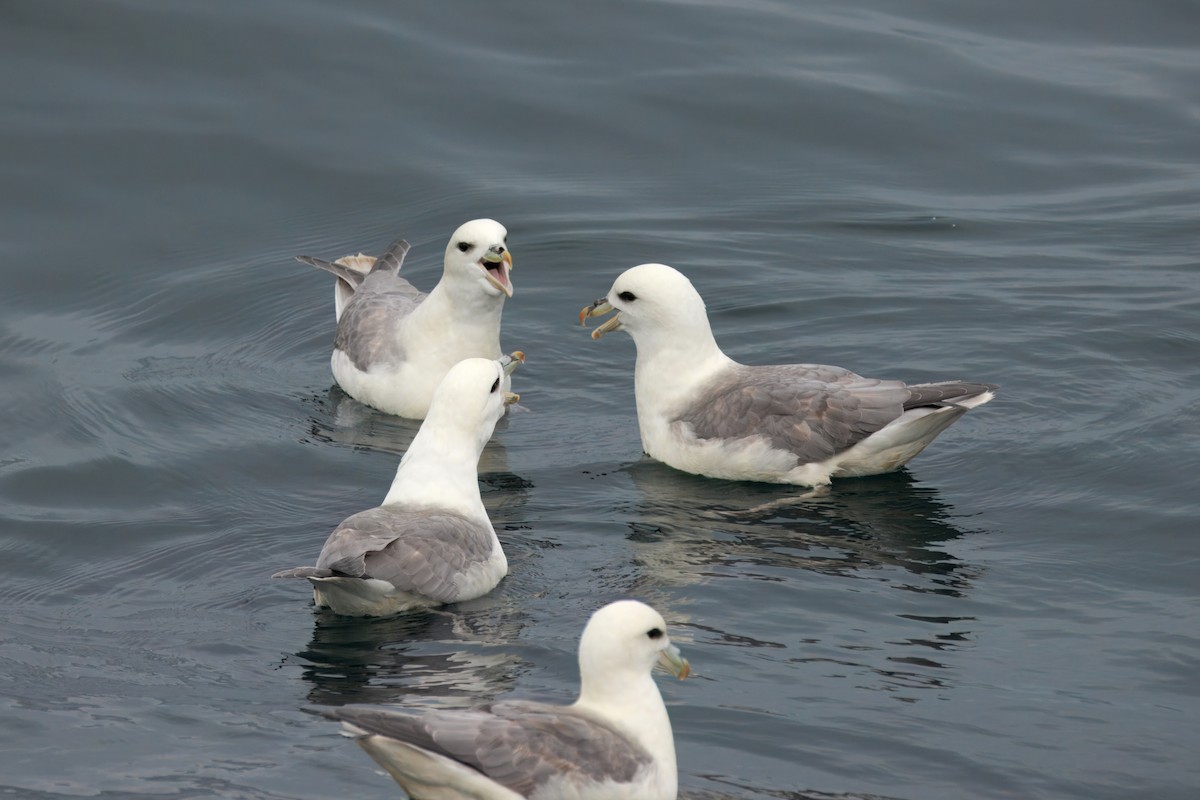 Northern Fulmar (Atlantic) - ML642221323