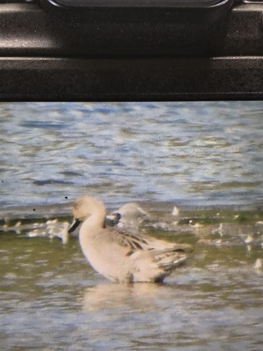 Northern Pintail - ML642221325