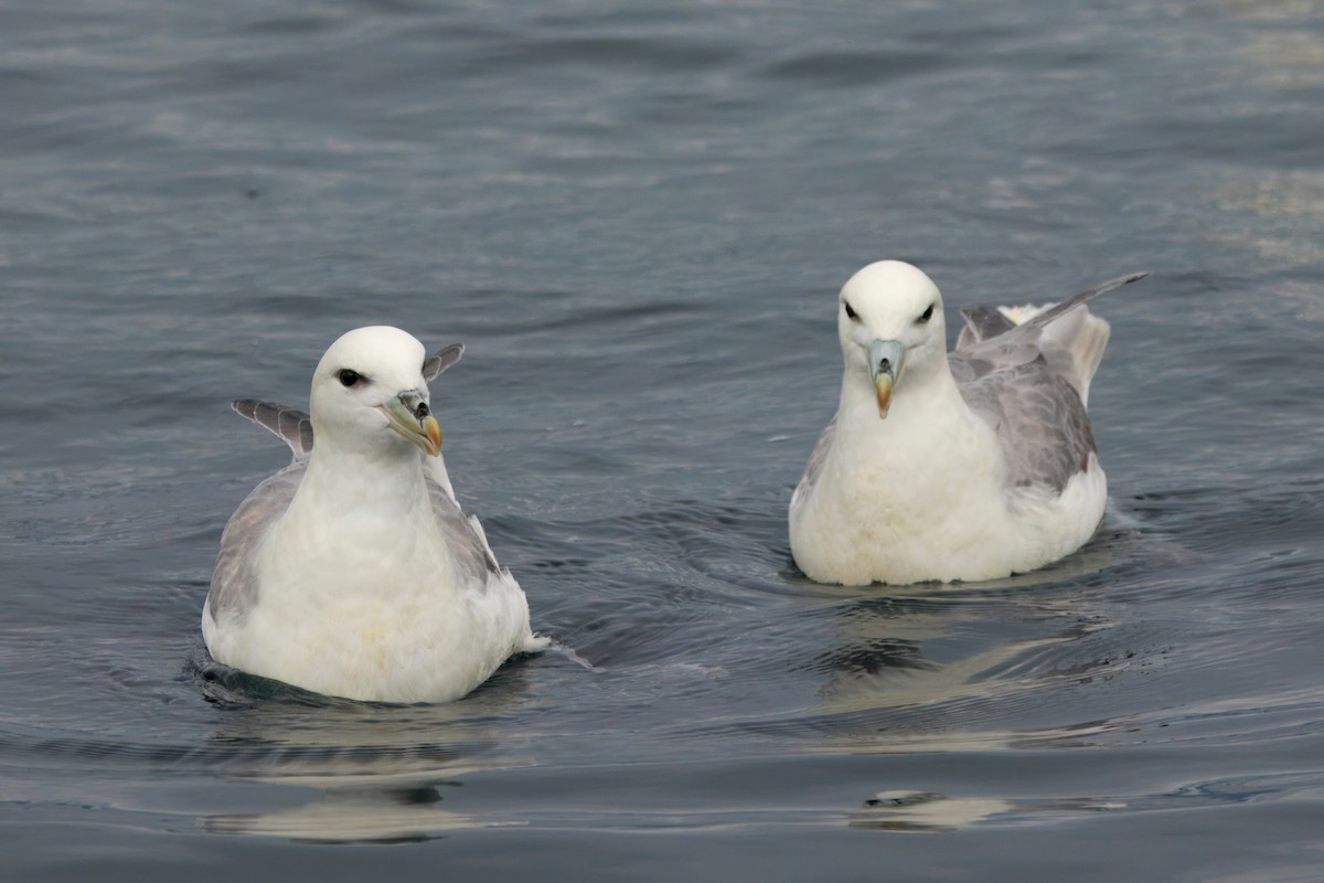 Northern Fulmar (Atlantic) - ML642221341