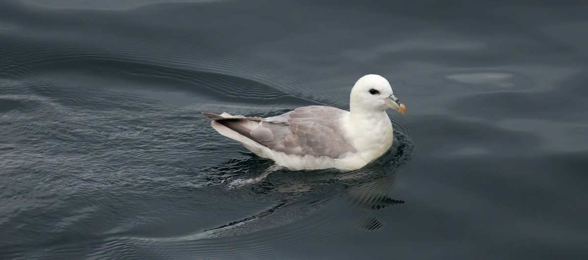 Northern Fulmar (Atlantic) - ML642221342