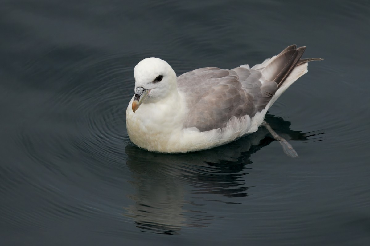 Northern Fulmar (Atlantic) - ML642221346