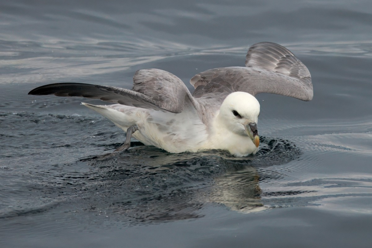 Northern Fulmar (Atlantic) - ML642221349
