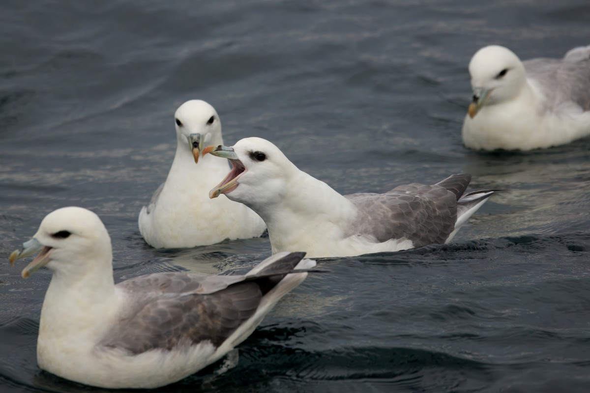 Northern Fulmar (Atlantic) - ML642221352