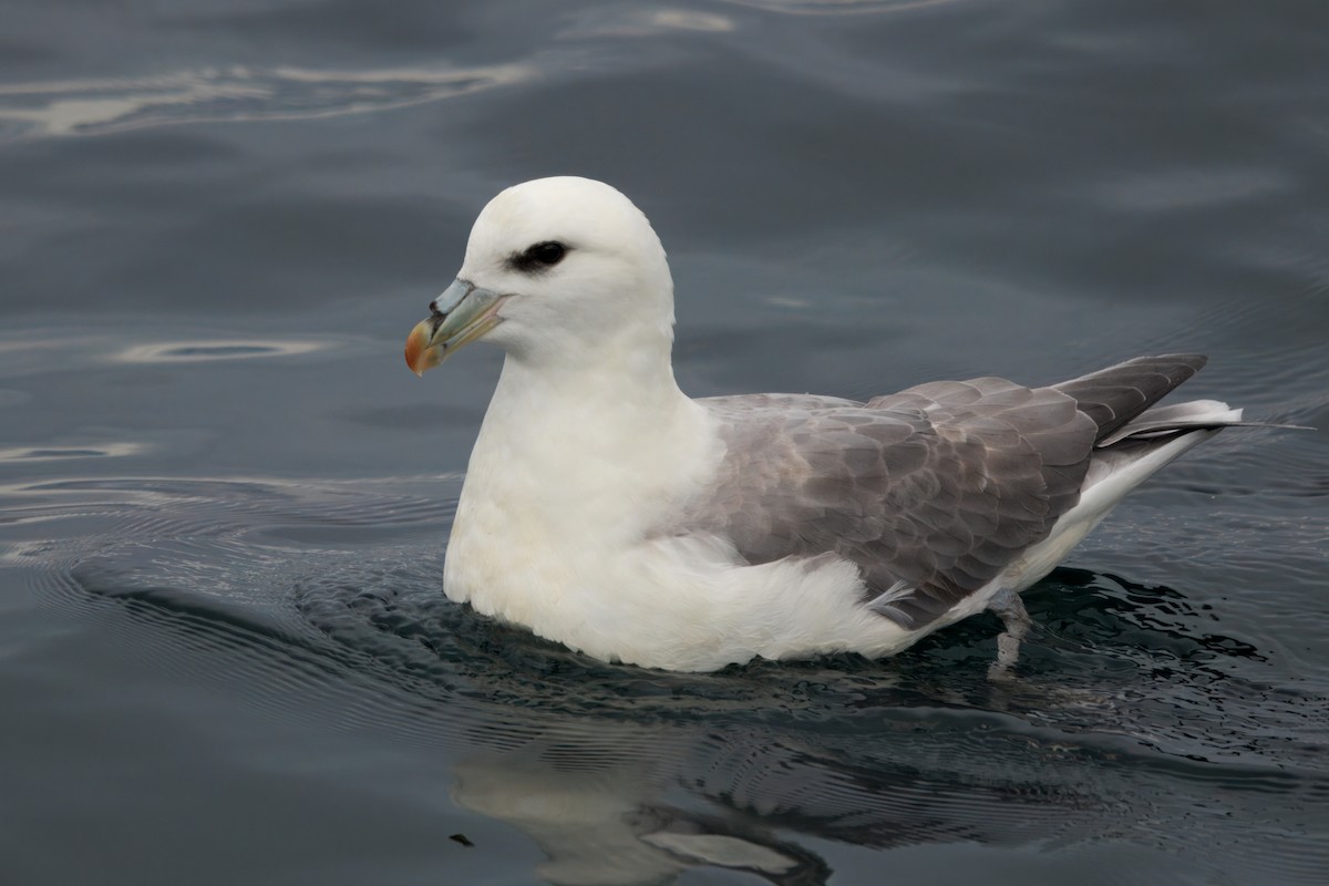 Northern Fulmar (Atlantic) - ML642221354