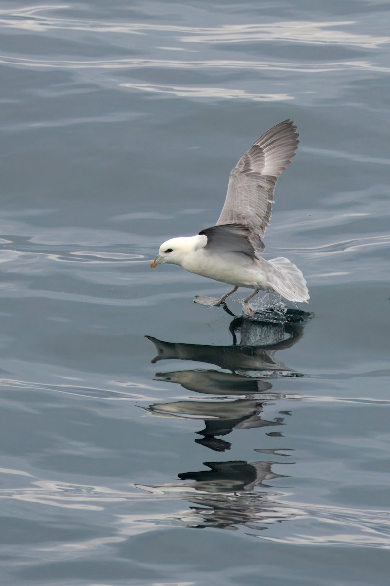 Northern Fulmar (Atlantic) - ML642221359