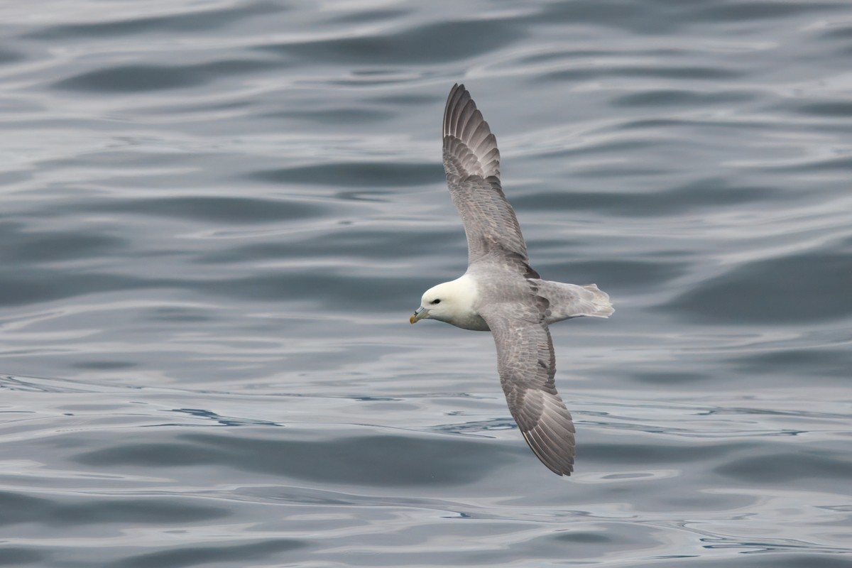 Northern Fulmar (Atlantic) - ML642221365