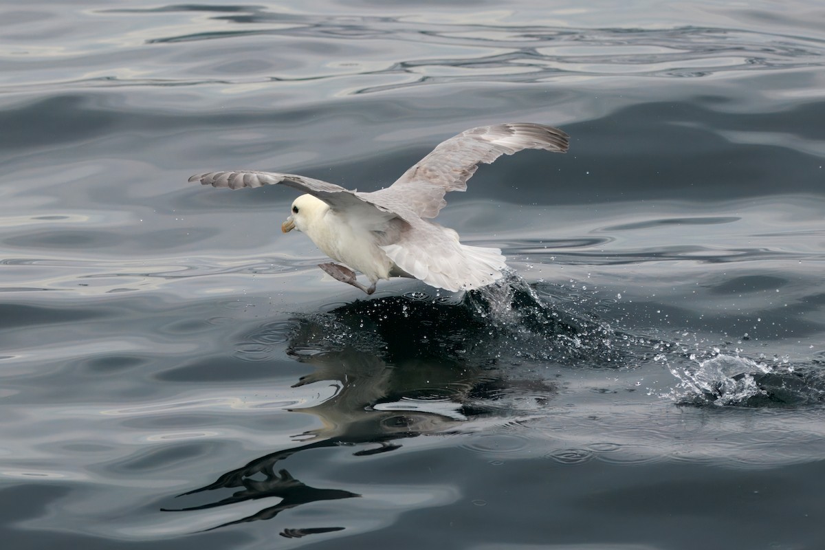 Northern Fulmar (Atlantic) - ML642221368