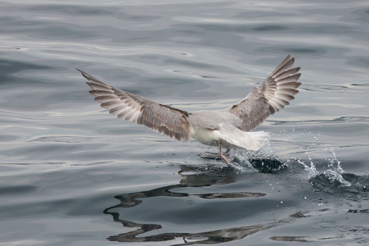 Northern Fulmar (Atlantic) - ML642221369