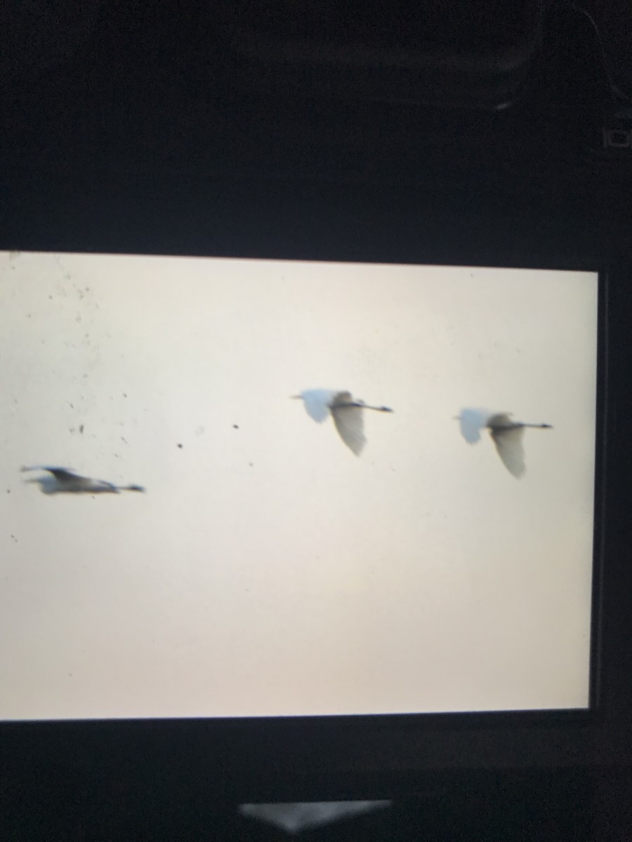 Great Egret - ML642221380