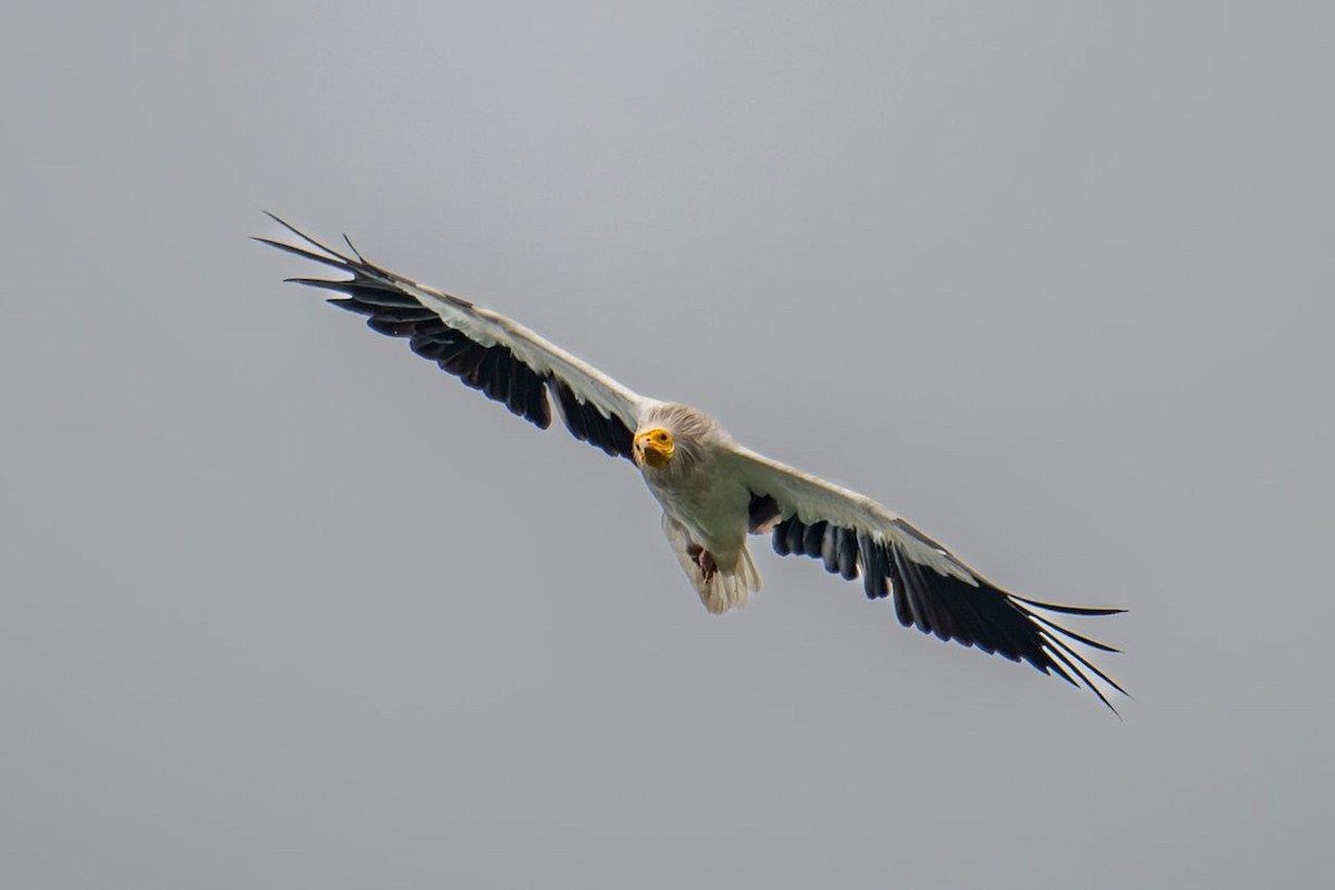 Egyptian Vulture - ML642221395