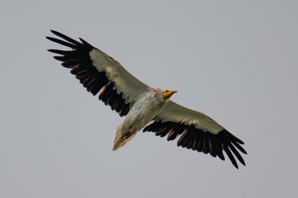 Egyptian Vulture - ML642221396