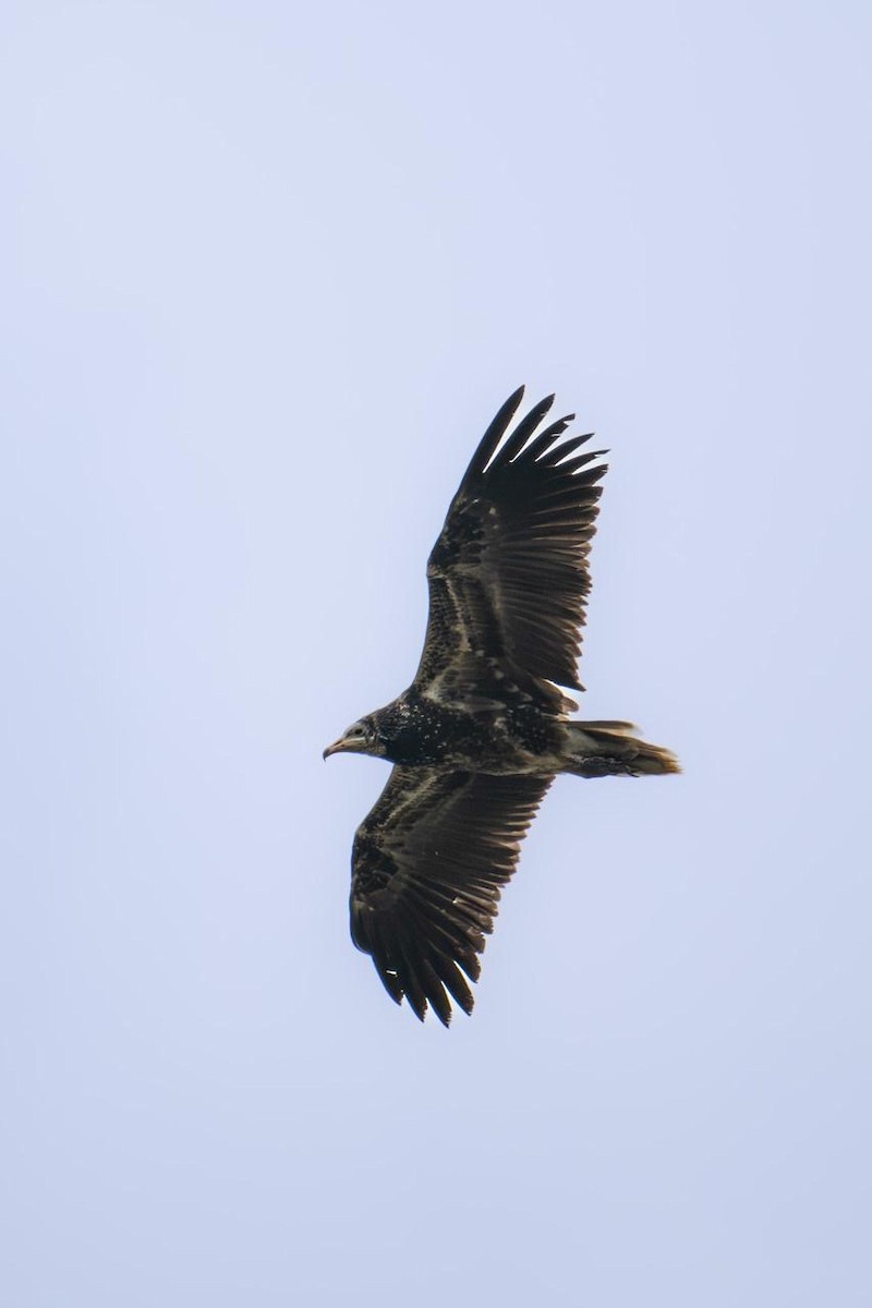 Egyptian Vulture - ML642221397