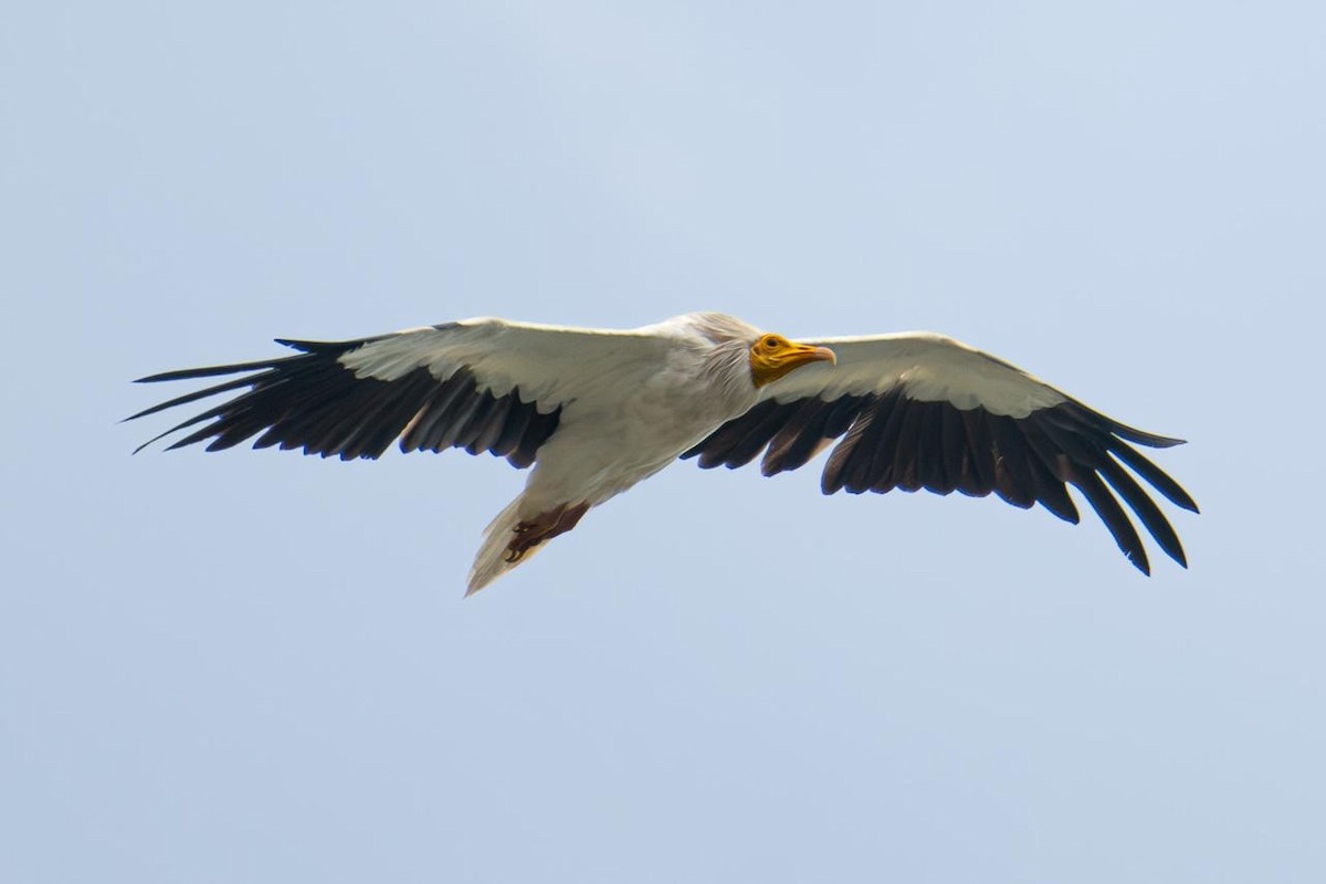 Egyptian Vulture - ML642221398