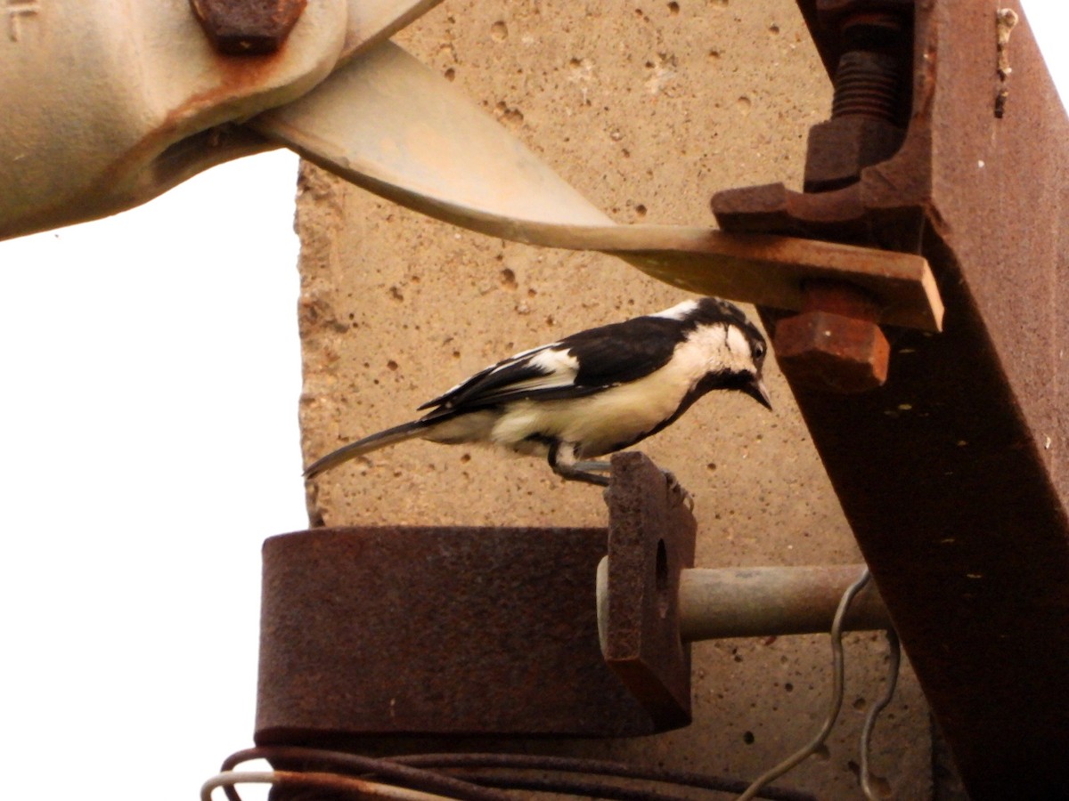 White-naped Tit - ML642221406