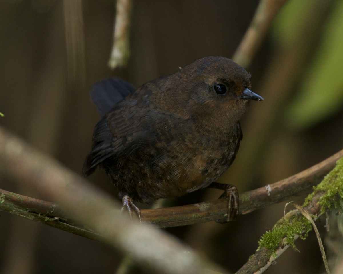 Blackish Tapaculo - ML642221449
