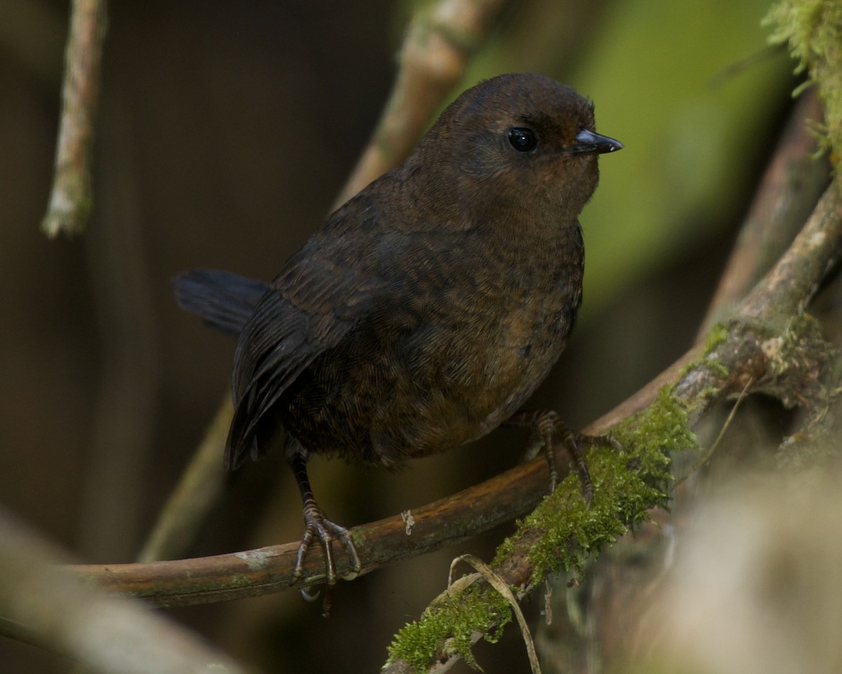 Blackish Tapaculo - ML642221450