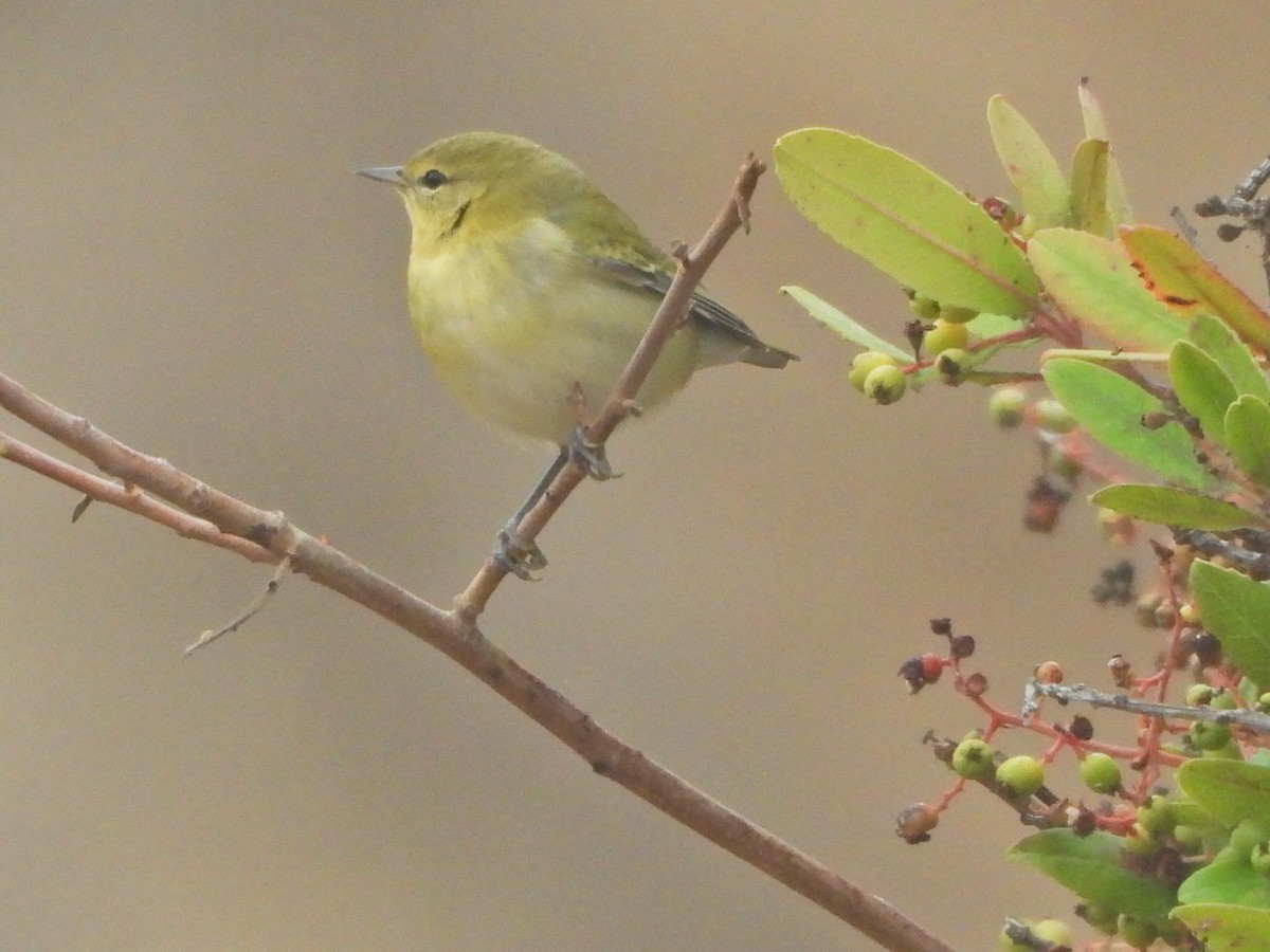 Tennessee Warbler - ML642221471