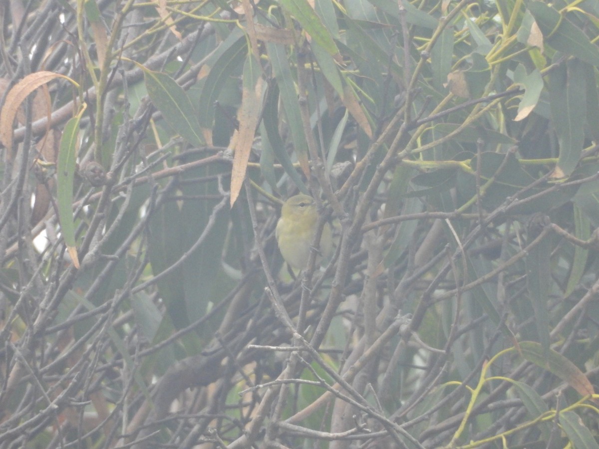 Tennessee Warbler - ML642221472