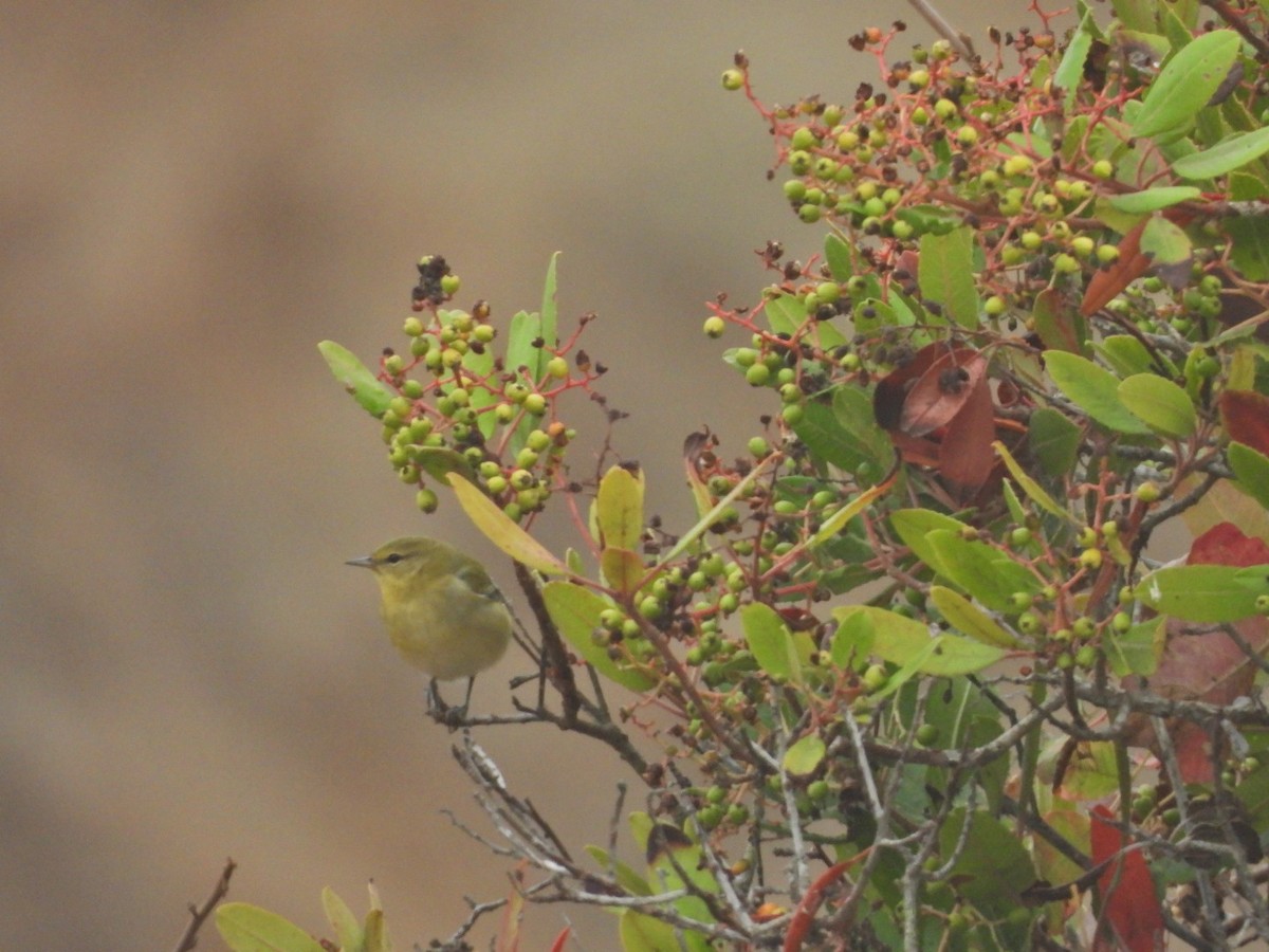 Tennessee Warbler - ML642221474