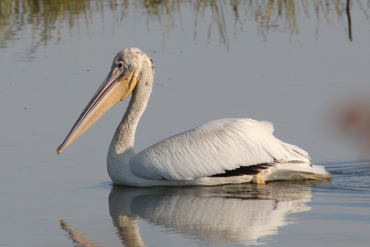 American White Pelican - ML642221485