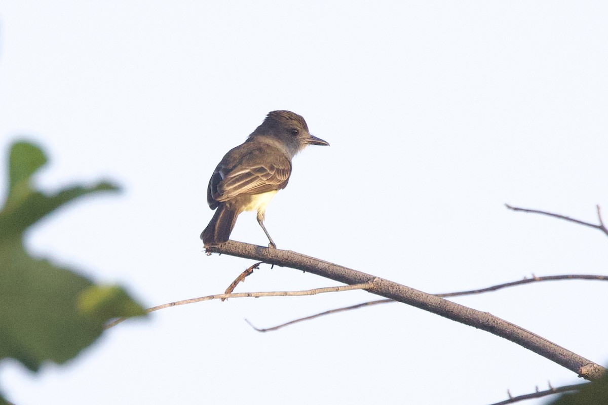 Short-crested Flycatcher - ML642221497
