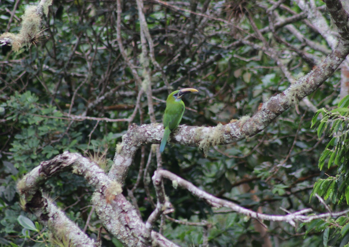 Groove-billed Toucanet - ML642221501
