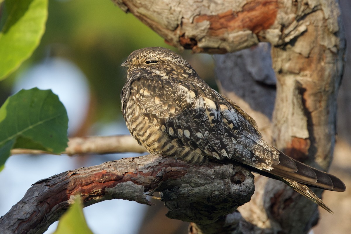 Lesser Nighthawk - ML642221504