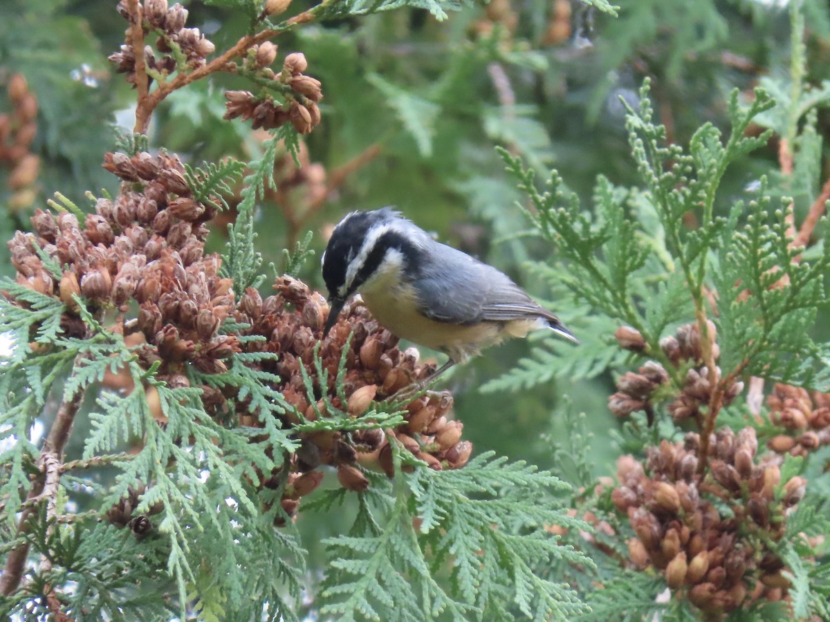 Red-breasted Nuthatch - ML642221506