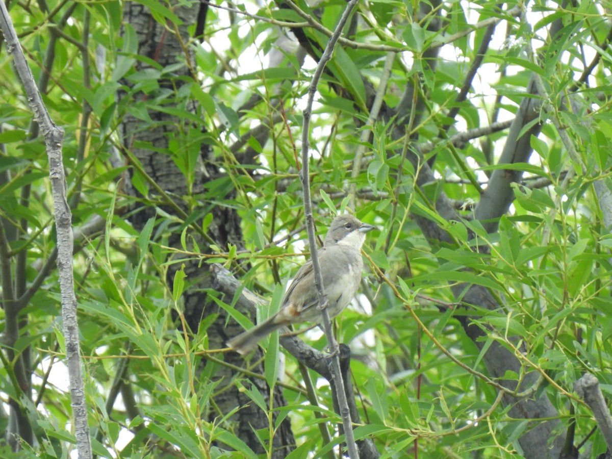 Diuca Finch - ML642221510