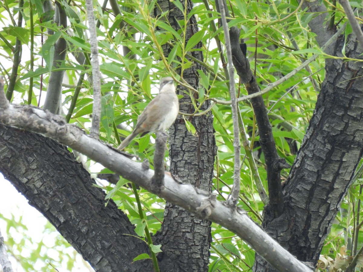 Diuca Finch - ML642221511