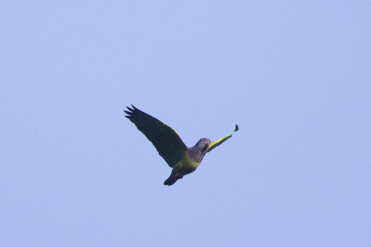 Blue-headed Parrot - ML642221519