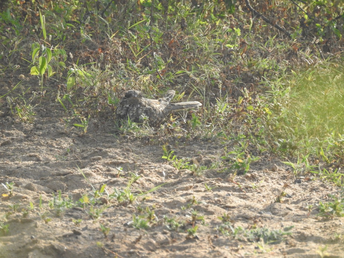 Savanna Nightjar - ML642221542
