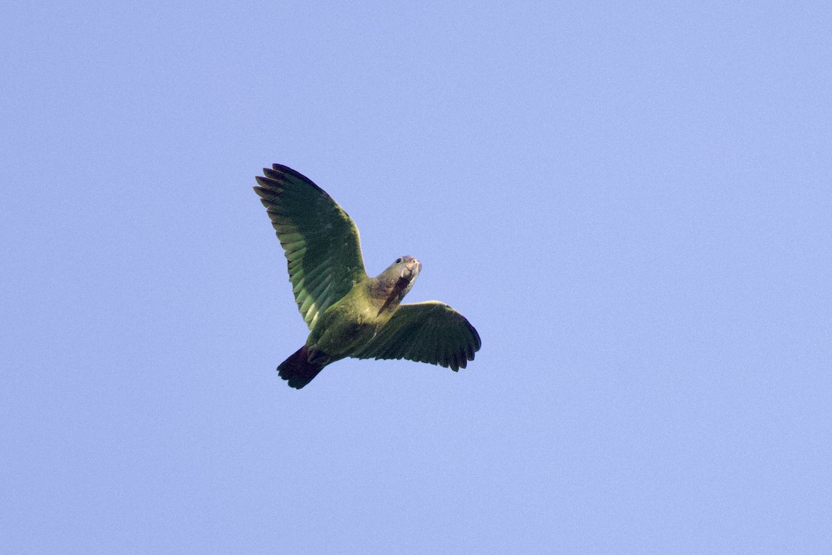 Blue-headed Parrot - ML642221553