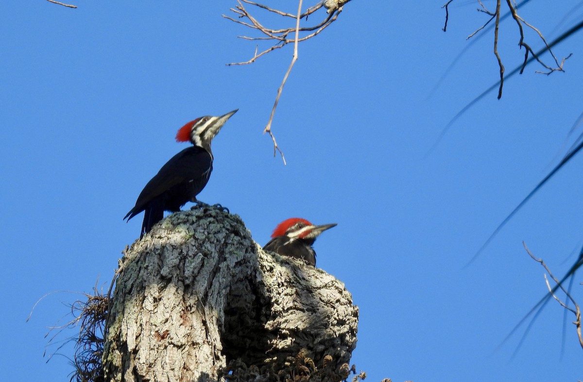 Pileated Woodpecker - ML642221574