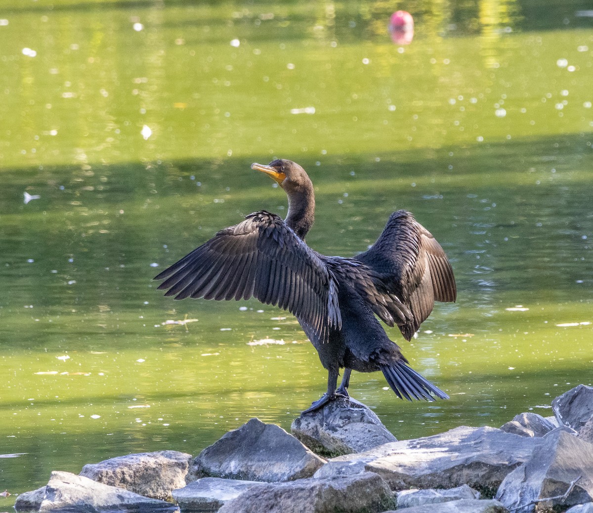 Double-crested Cormorant - ML642221576