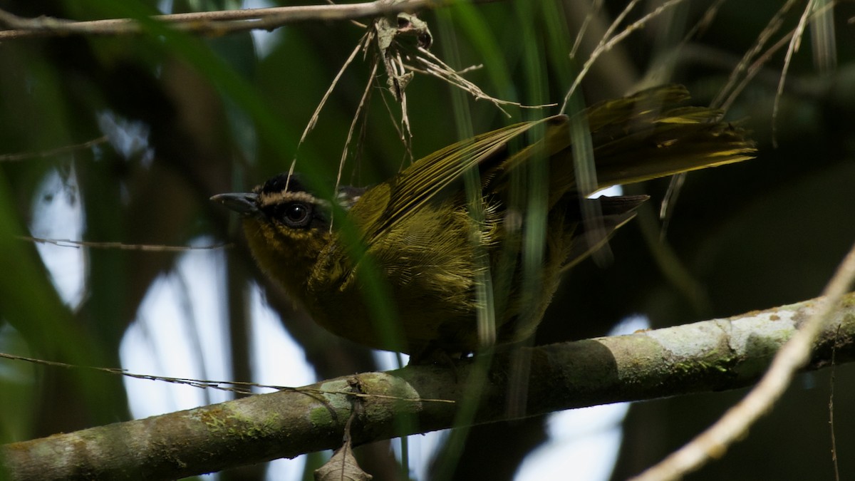 Black-capped Hemispingus - ML642221581