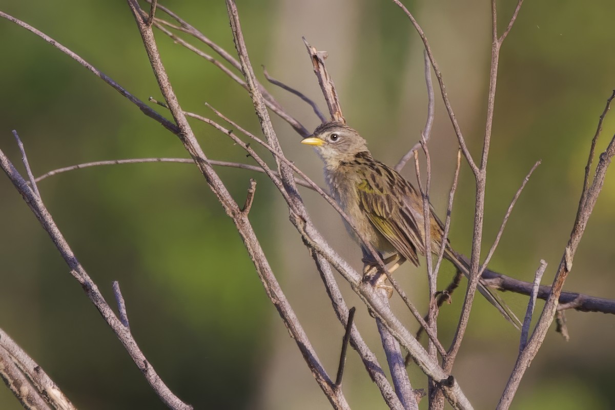 Wedge-tailed Grass-Finch - ML642221584