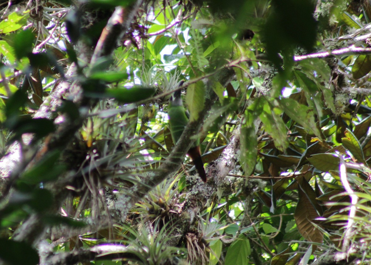 Southern Emerald-Toucanet - ML642221588