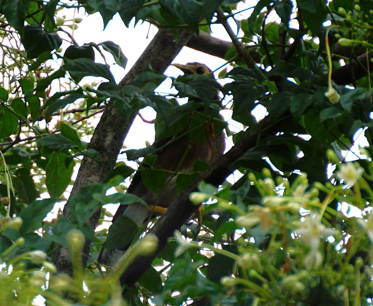 Common Myna - ML642221589