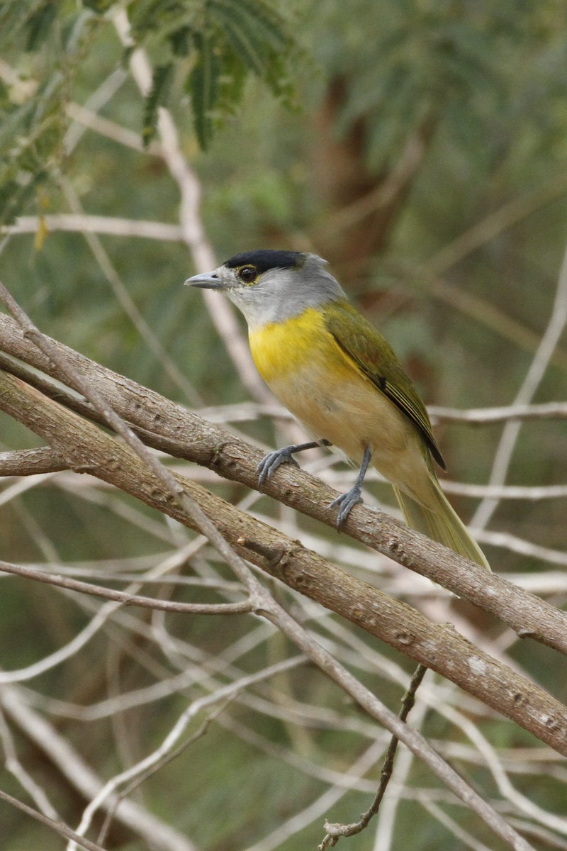 Green-backed Becard - ML642221607