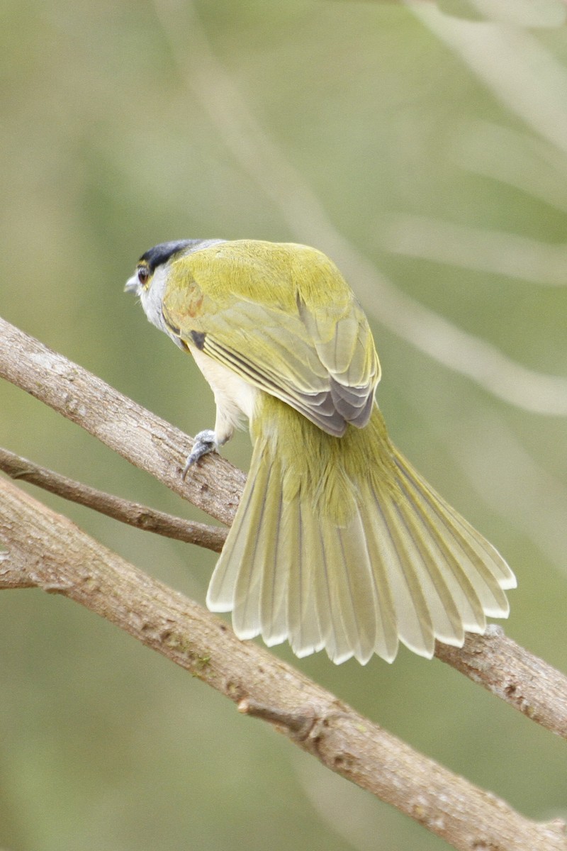 Green-backed Becard - ML642221613